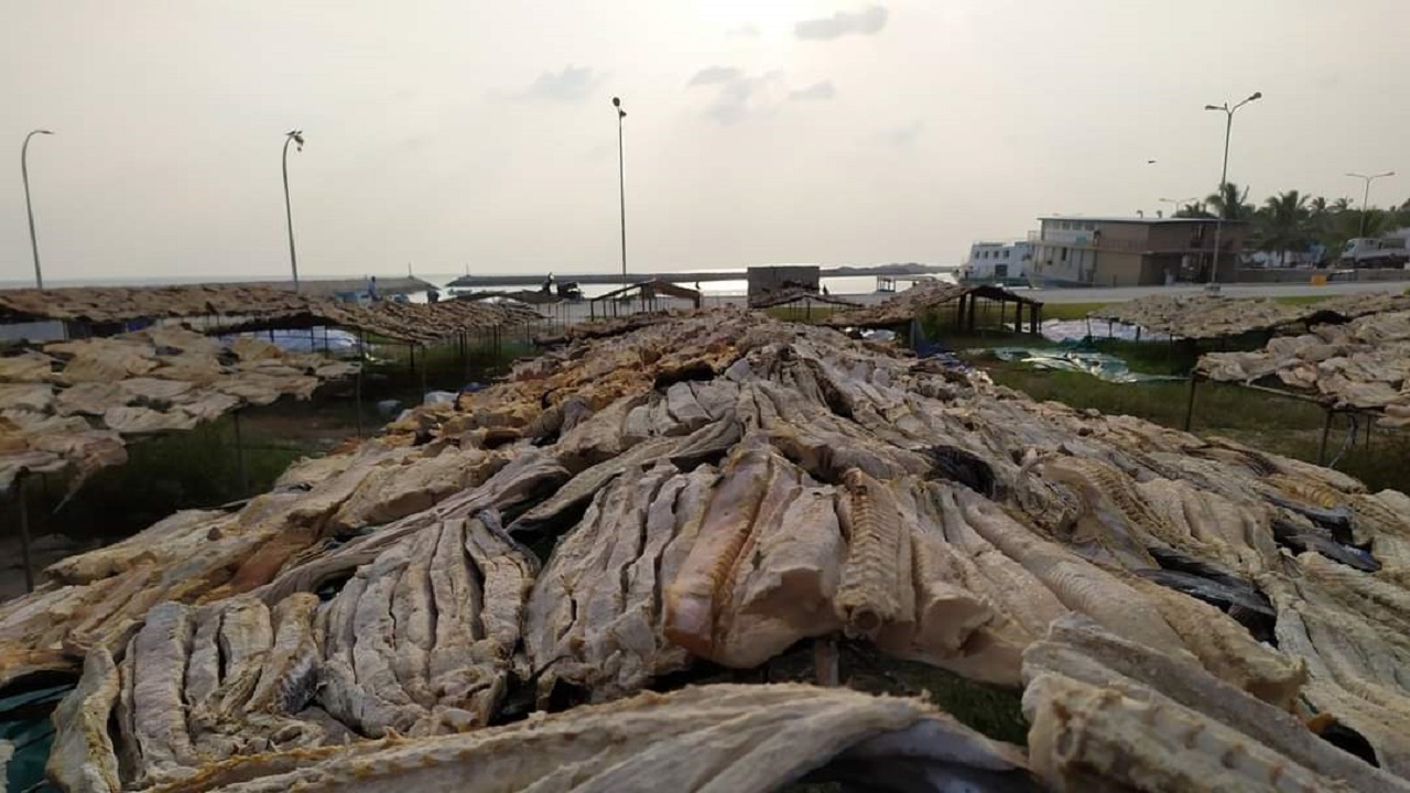 ލަންކާ ކަސްޓަމްސްގައި ތާށިވެފައި ހުރި މަހުގެ ޝިޕްމަންޓް އެޤައުމަށް އެތެރެކޮށްފި